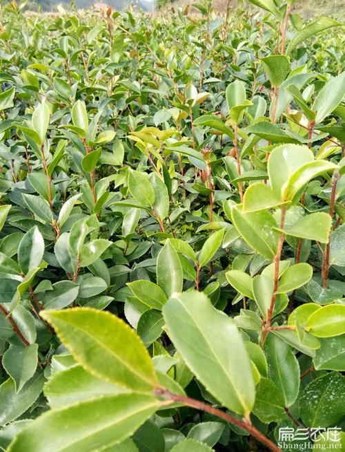 防城港油茶基地 水果苗 防城港油茶基地 水果种植