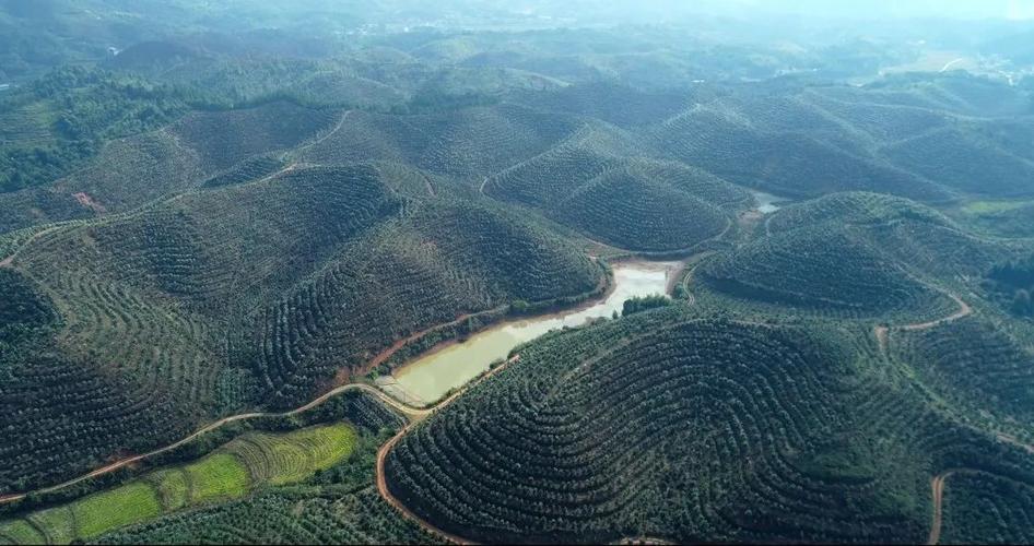 上栗县17万亩油茶林守护粮油安全