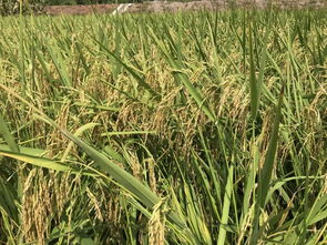 稻油水旱轮作试点 优质油菜高产栽培技术培训