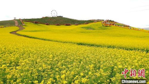 中国北方最大小油菜种植区 遍地流金 风光旖旎