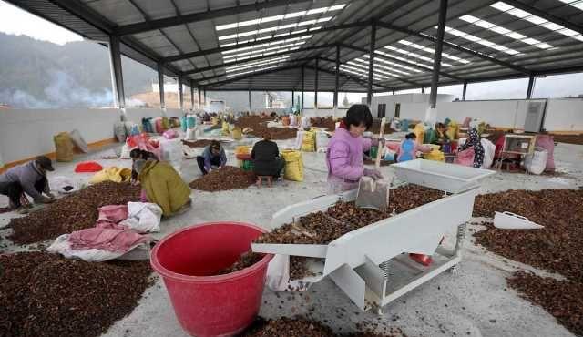 广西柳州:侗乡工人筛选加工油茶籽,"油茶树"变"摇钱树"